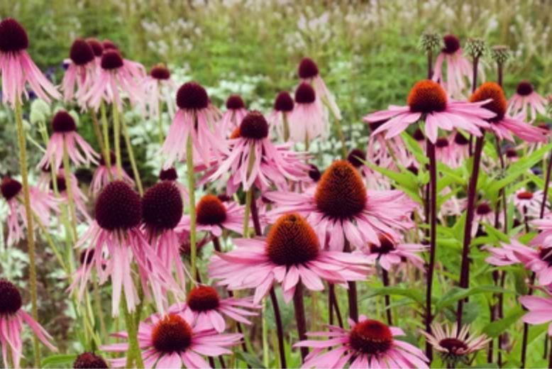 echinacea primadonna deep rose