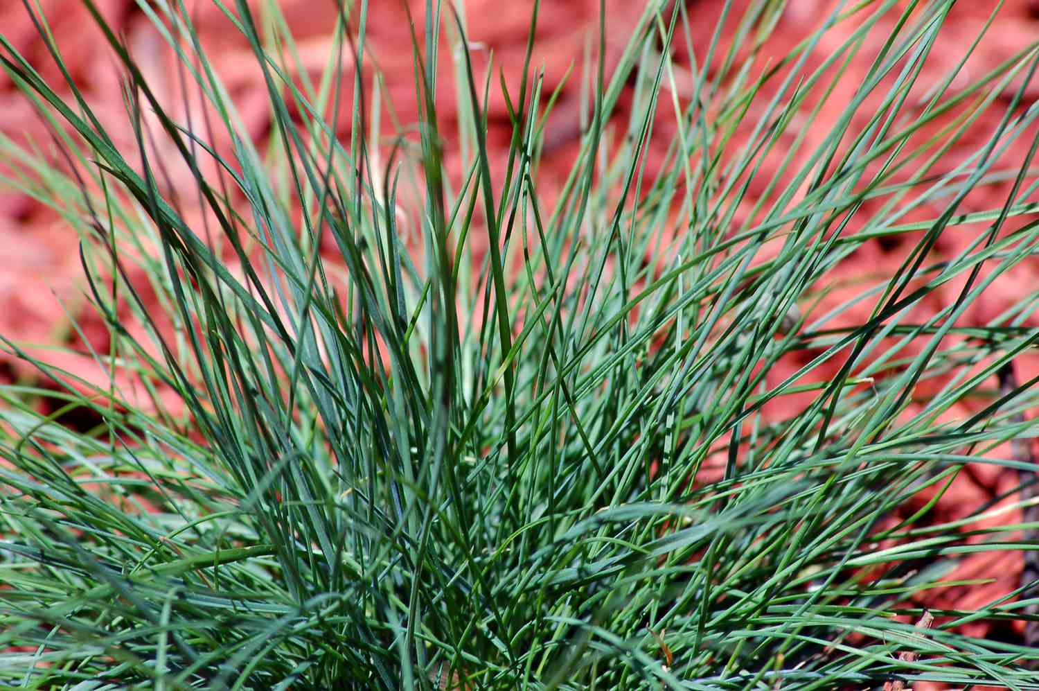 Blue fescue