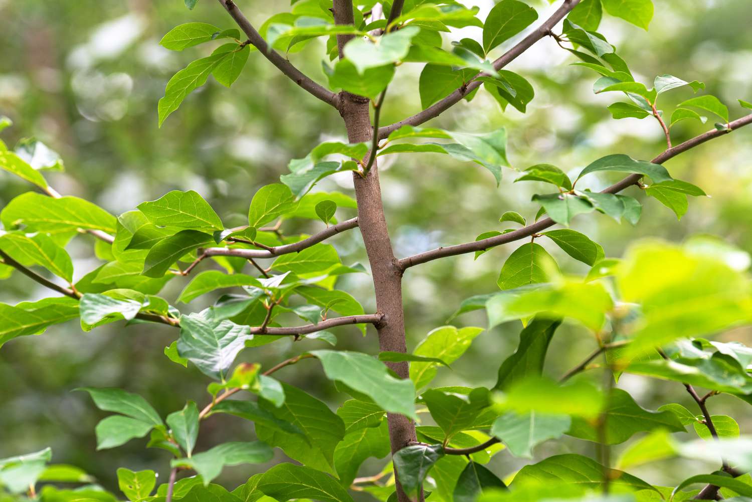 Schwarzer Eukalyptusbaum mit dünnem hellbraunem Stamm und glänzend grünen Blättern in Nahaufnahme