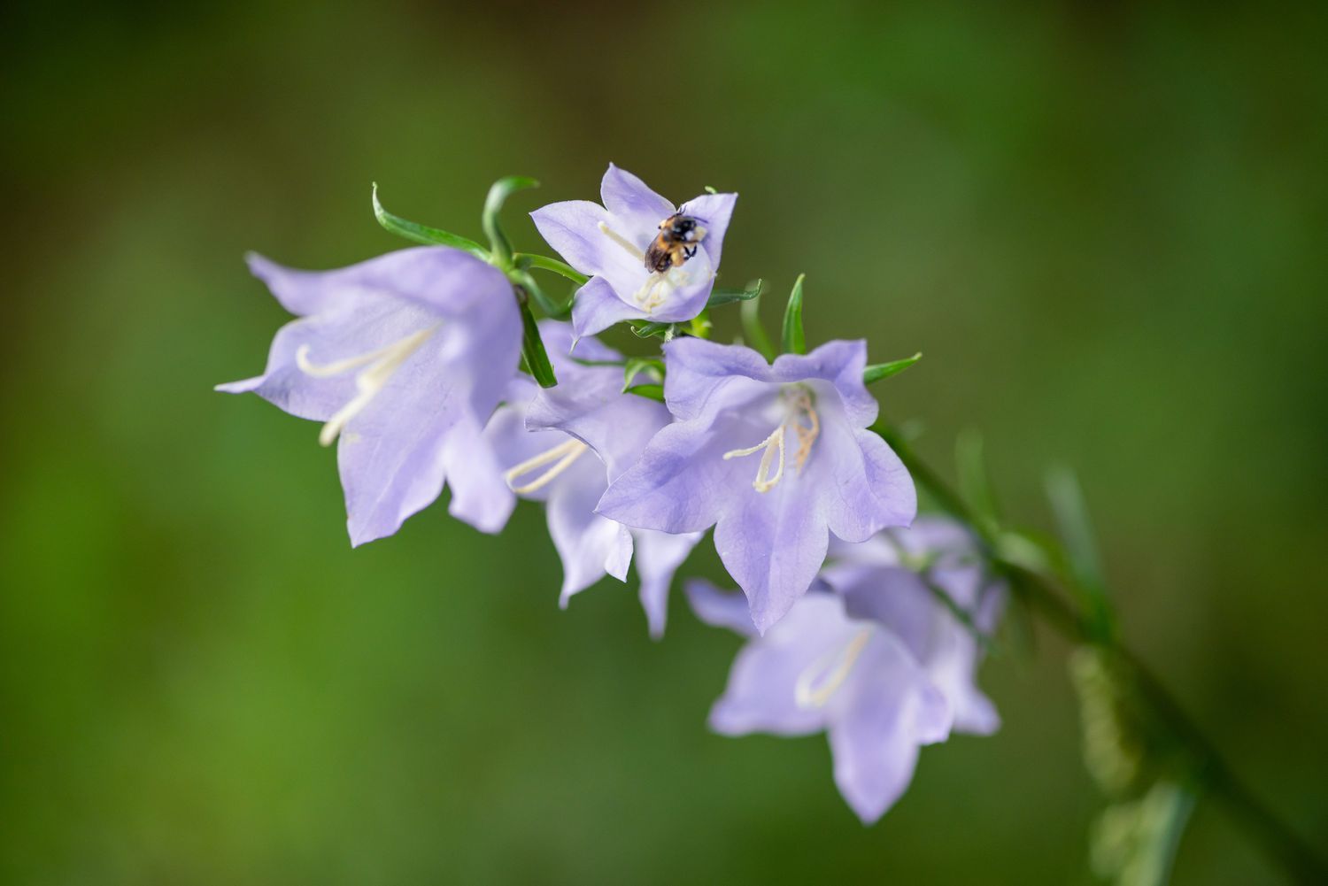 Hellviolette Hasenglöckchenblüten mit kleiner Biene an der Spitze in Nahaufnahme