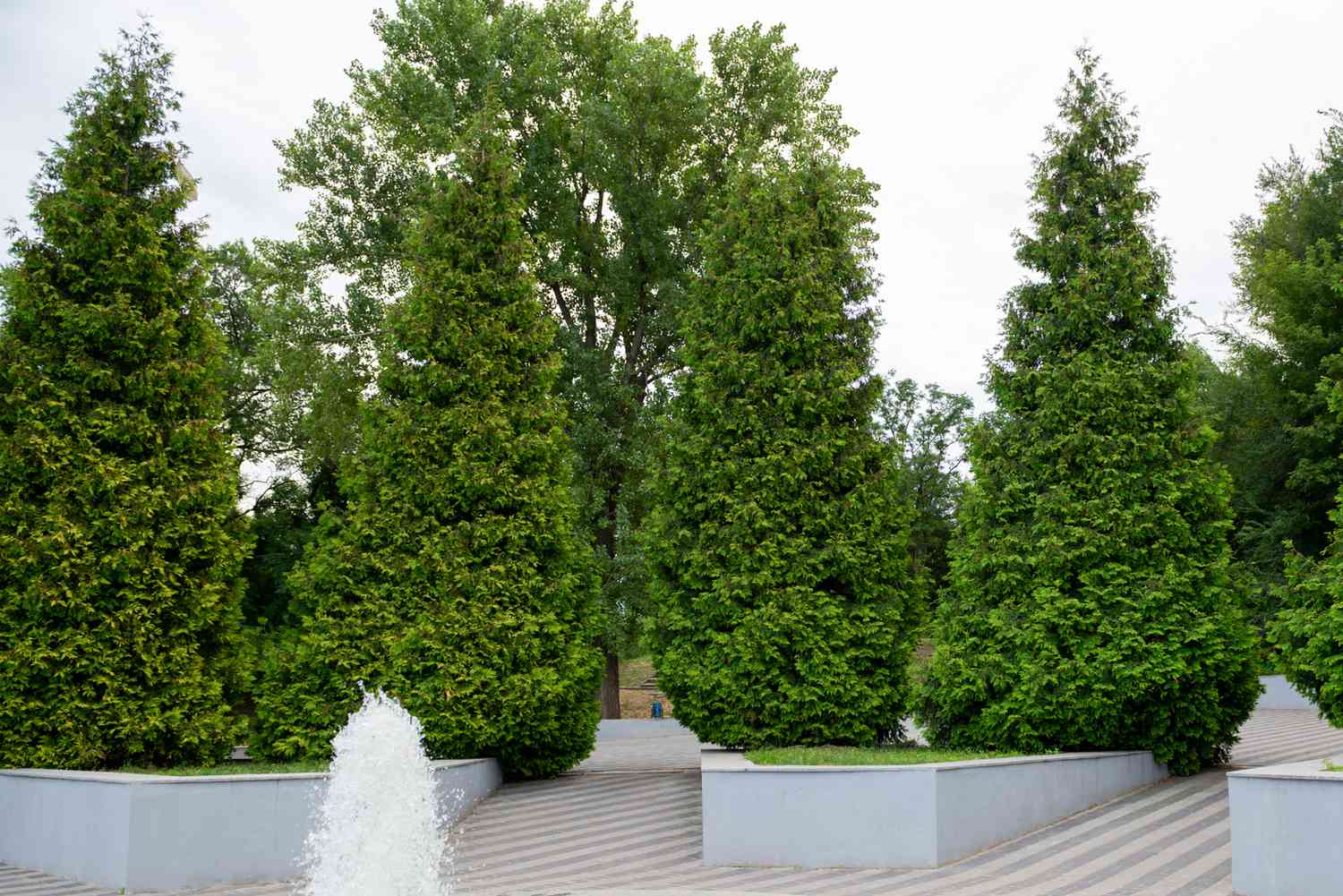 Riesige Arborvitae-Bäume in Dreiecksform in Gehweg und Brunnen getrimmt