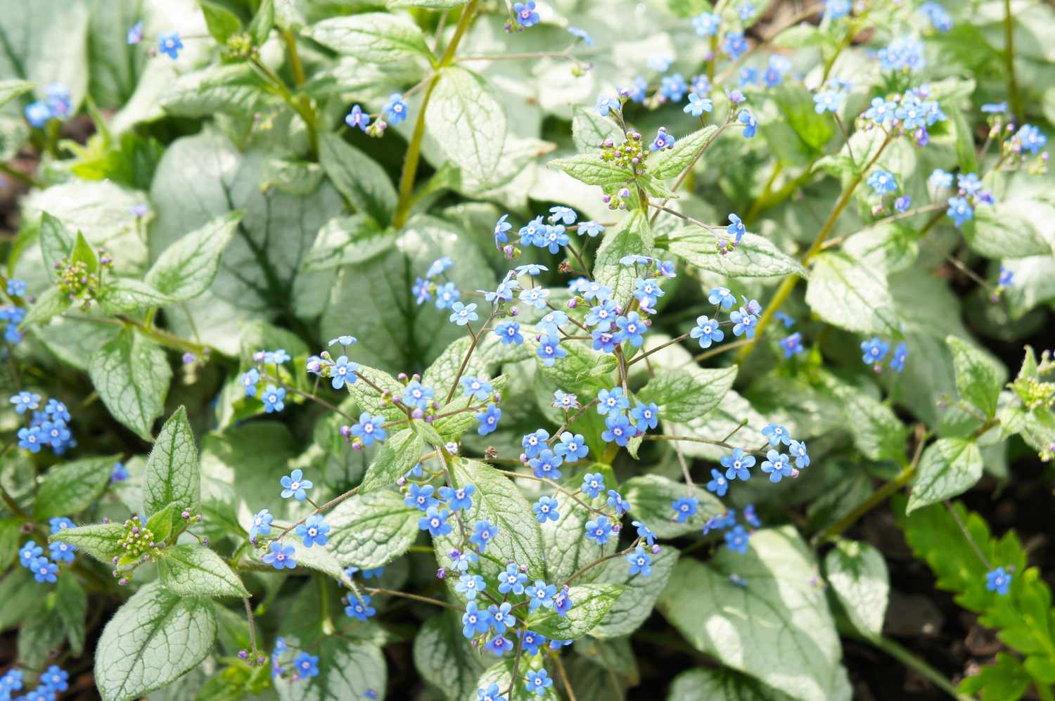 Brunnera macrophylla o bugloss siberiano 