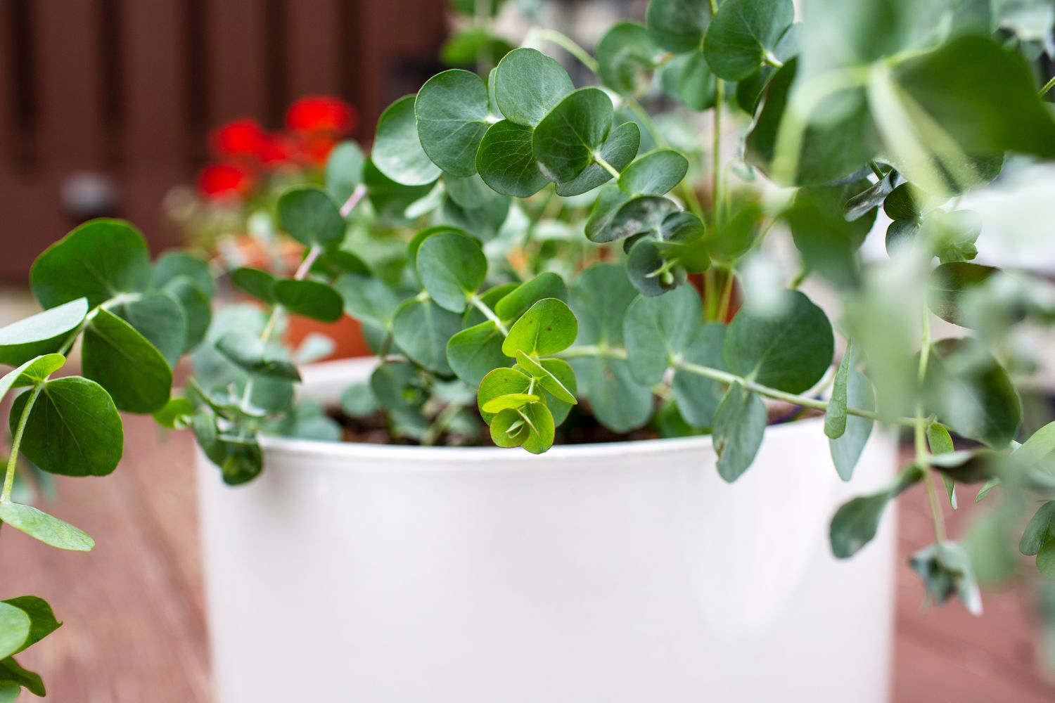 Planta de eucalipto azul em vaso branco em close-up