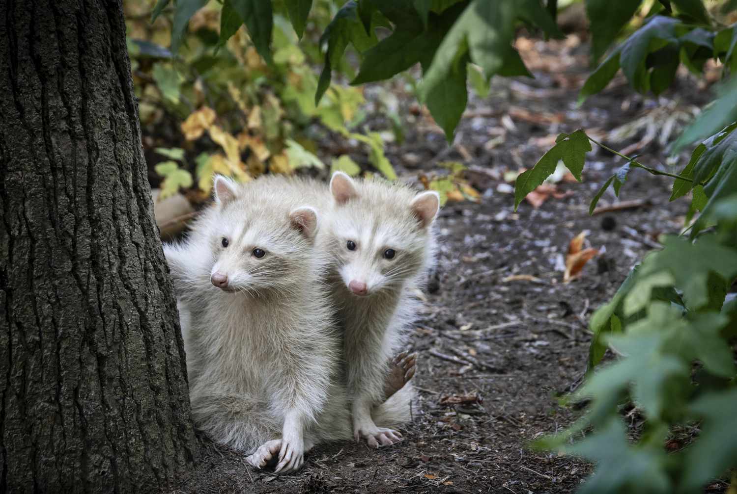 Deux ratons laveurs blonds-blancs dans la forêt, observant derrière un tronc d'arbre.