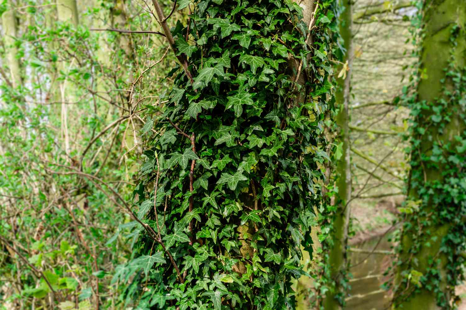 Englischer Efeu um einen Baum gewickelt