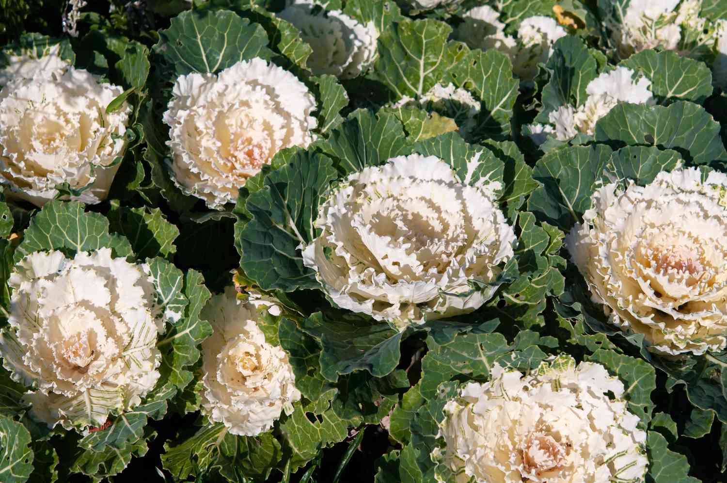 9 principais tipos de repolho ornamental (couve flor)