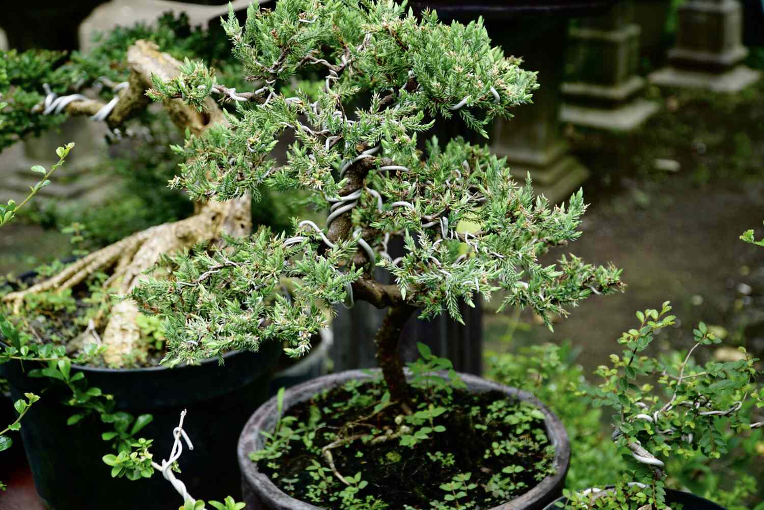 Wie man einen Wacholder-Bonsai anbaut und pflegt