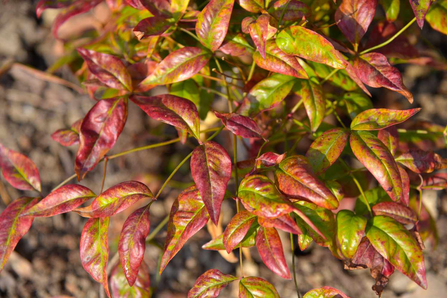 Firepower Nandina Pflanze mit roten und grünen Blättern an dünnen Stängeln in Nahaufnahme
