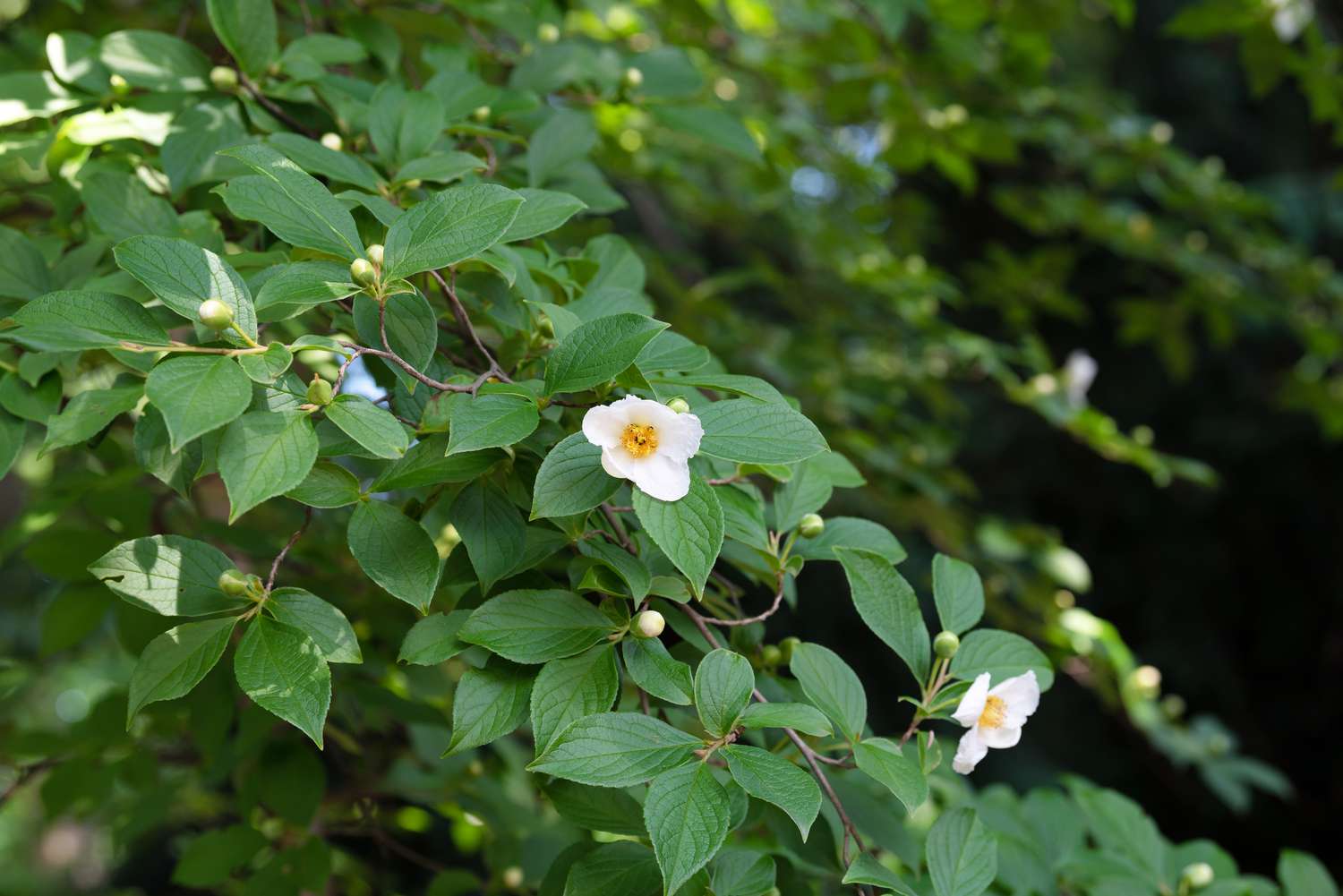 Galho da árvore stewartia japonesa com folhas com nervuras e flores brancas