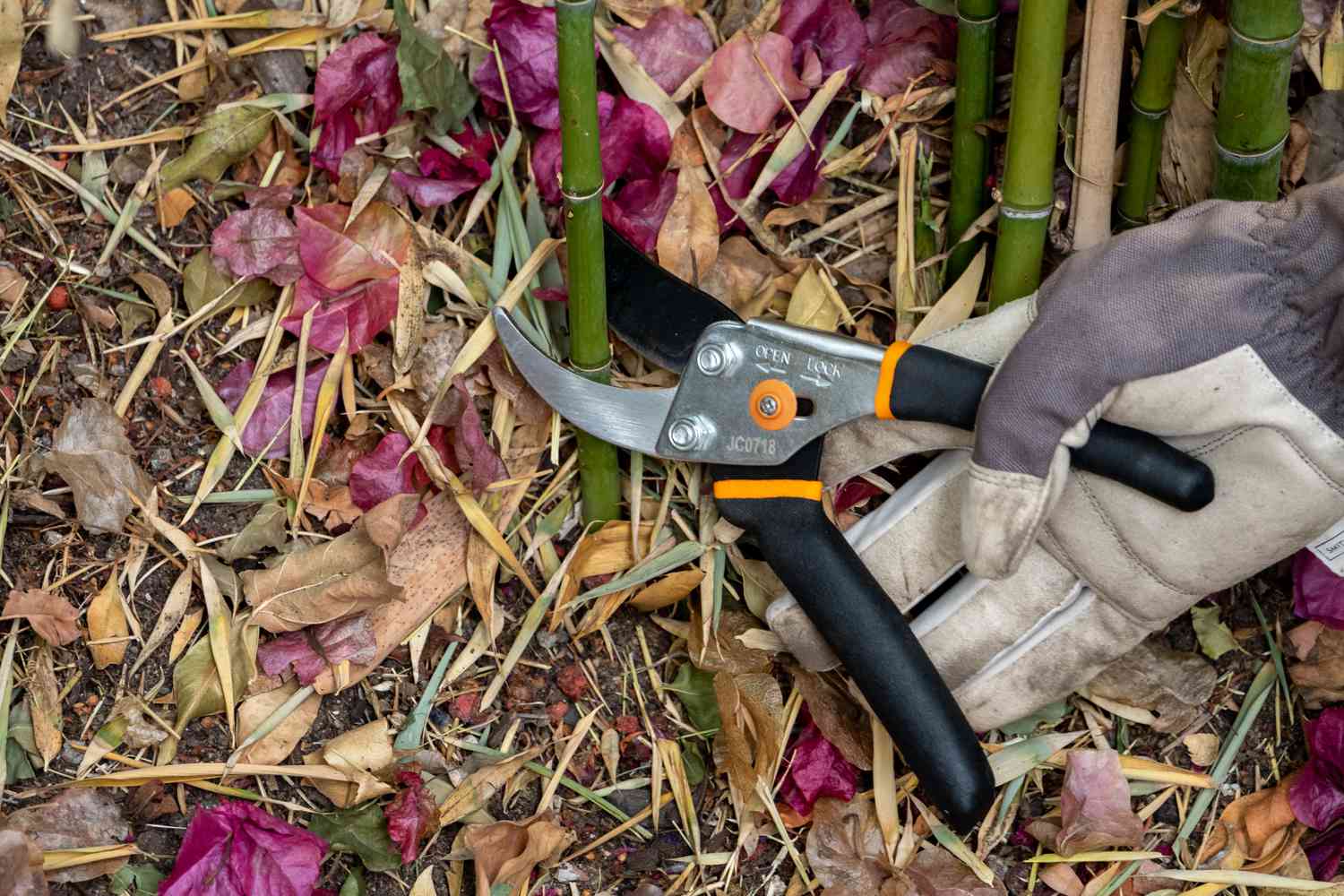 Bambou coupé au ras du sol avec un sécateur à main