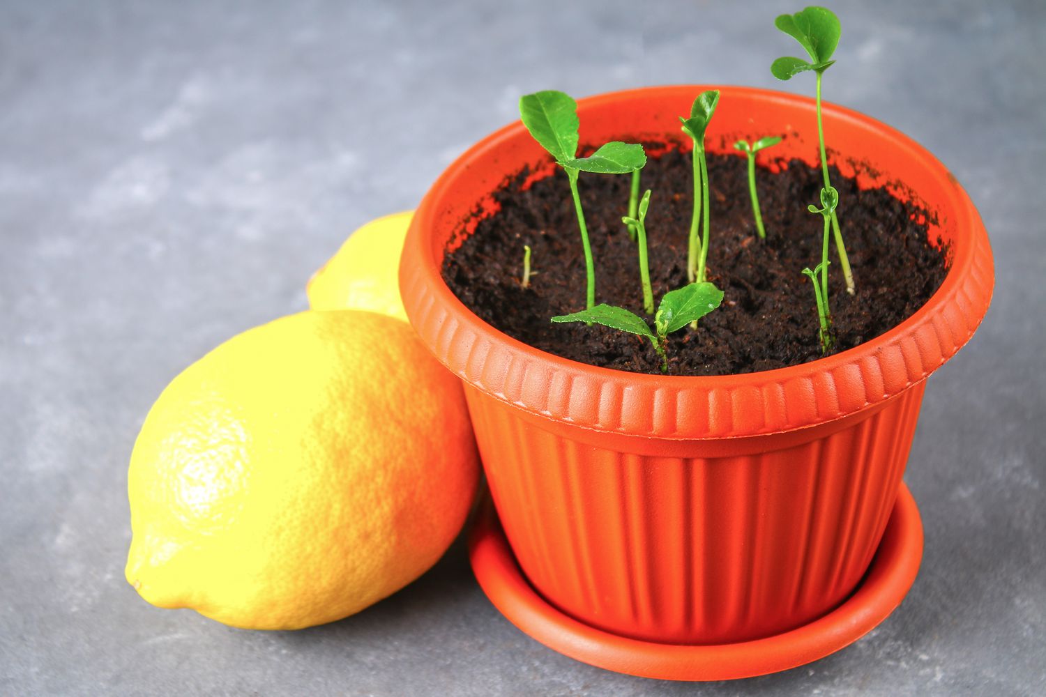 Cómo cultivar con éxito un limonero a partir de semillas