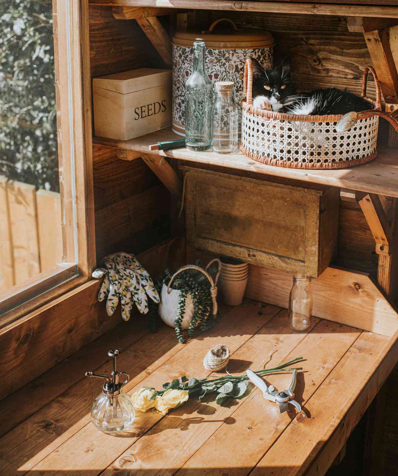 Zona de banco de trabajo de madera en invernadero con estanterías y gato durmiendo en cesta en estantería