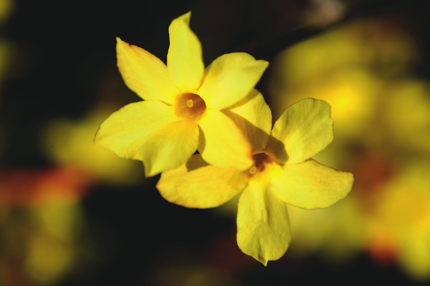 Winter jasmine with yellow flowers closeup