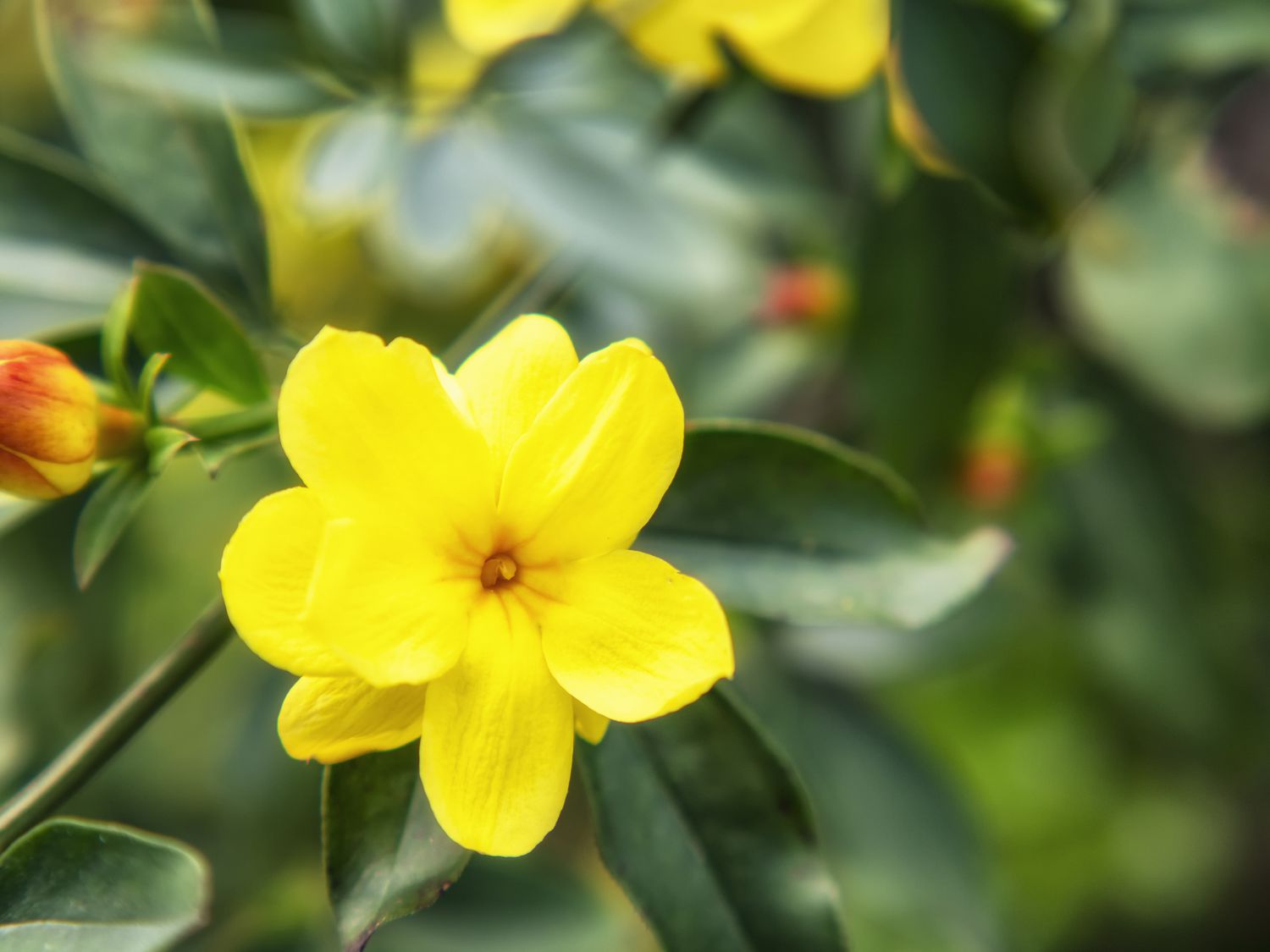 Primavera, foto em close do jasmim amarelo