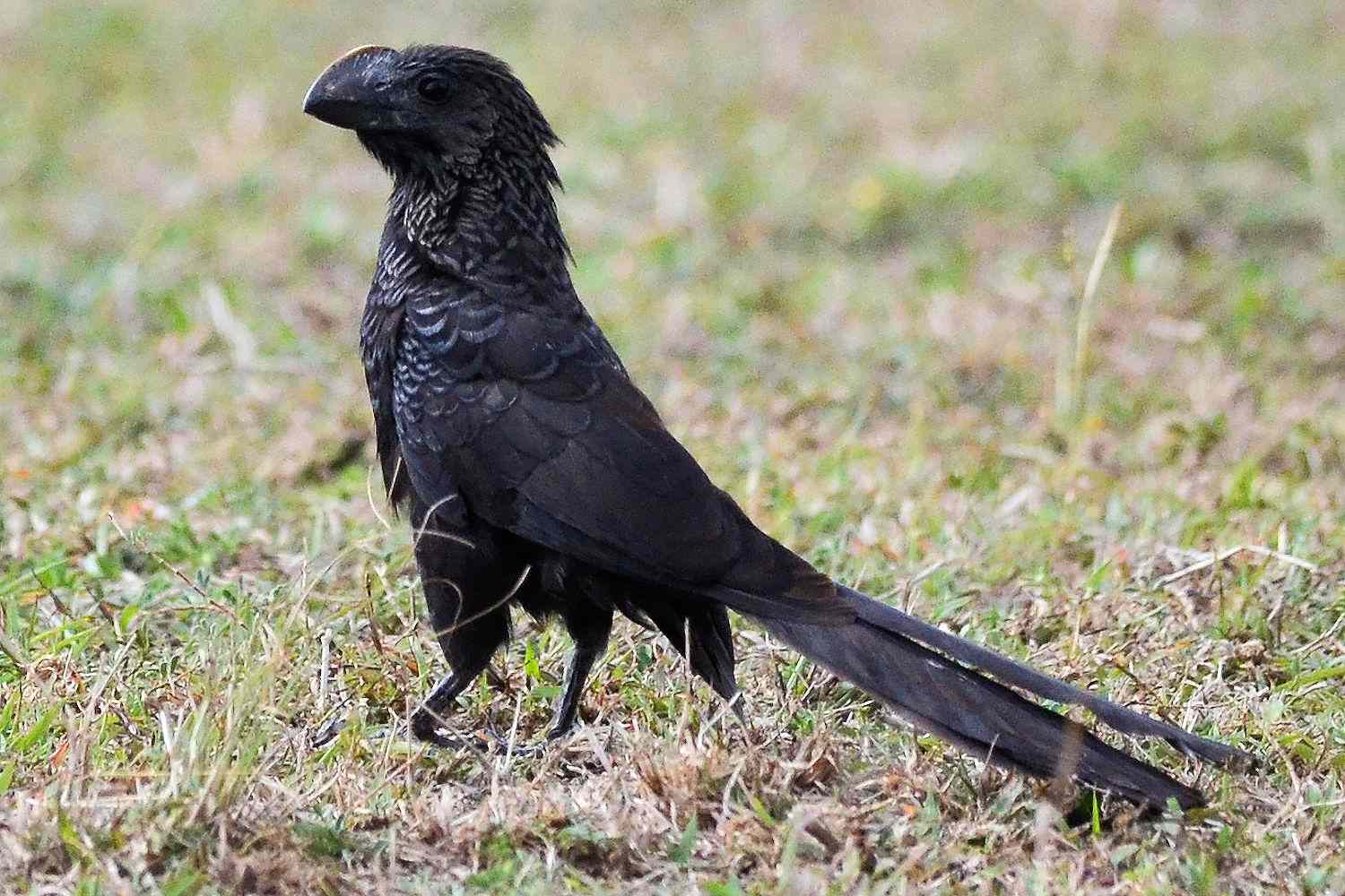 Smooth-Billed Ani