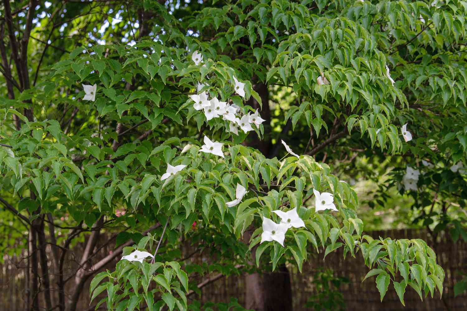 Galhos de árvore Dogwood com folhas grandes e grandes flores brancas