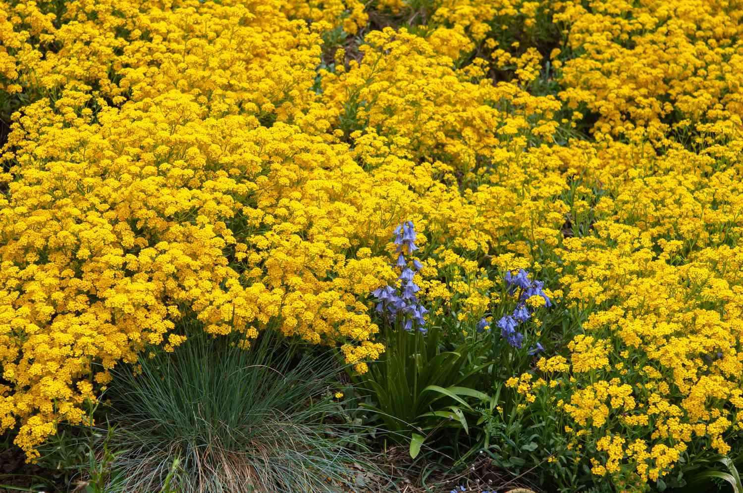 Gelbe Aubergine mit gelben Blütenblättern 