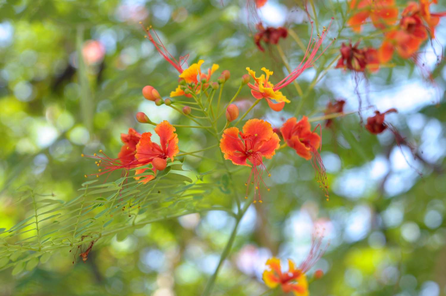 Roter Paradiesvogelstrauchzweig mit kleinen rot-orangen Blüten