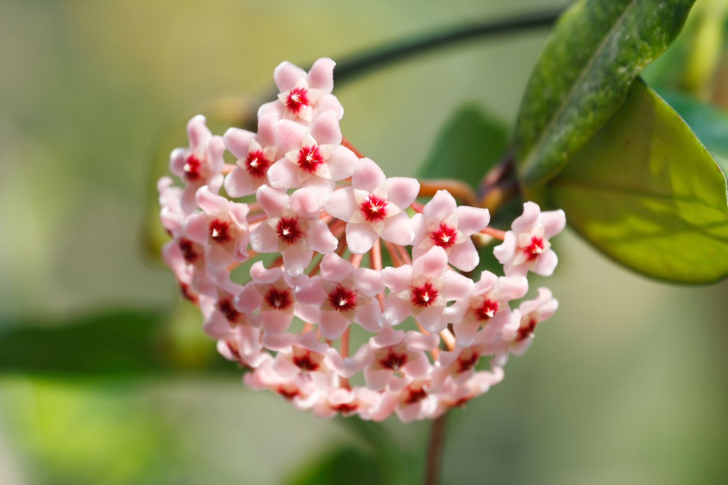 Hoya carnosa