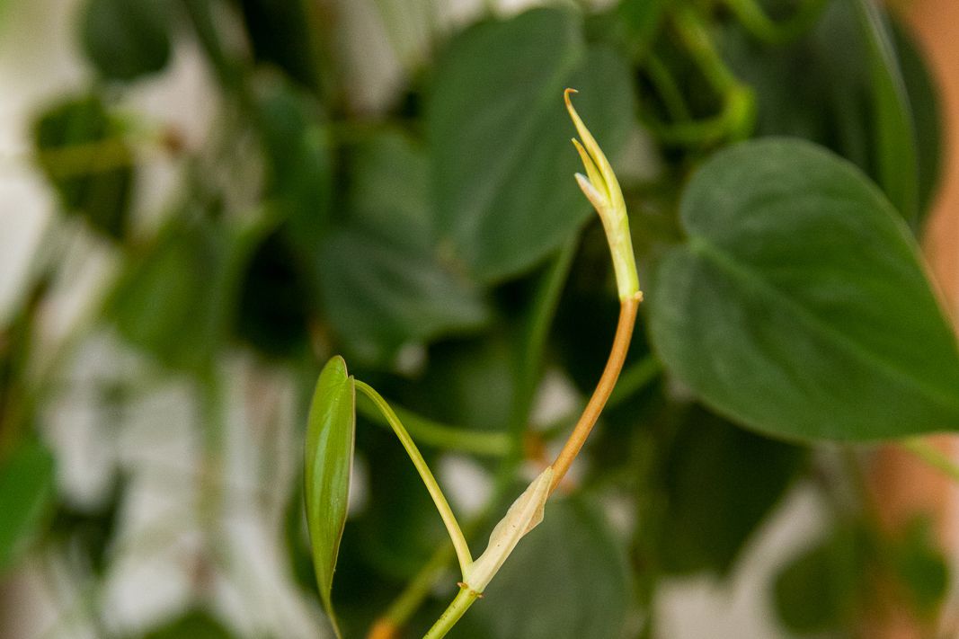 Tallo de la planta de filodendro de hoja de corazón con hojas nuevas en primer plano