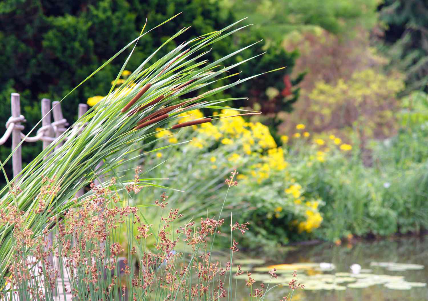 Planta de taboa comum em caules altos e estreitos com espinhos marrons nas extremidades perto do lago do jardim