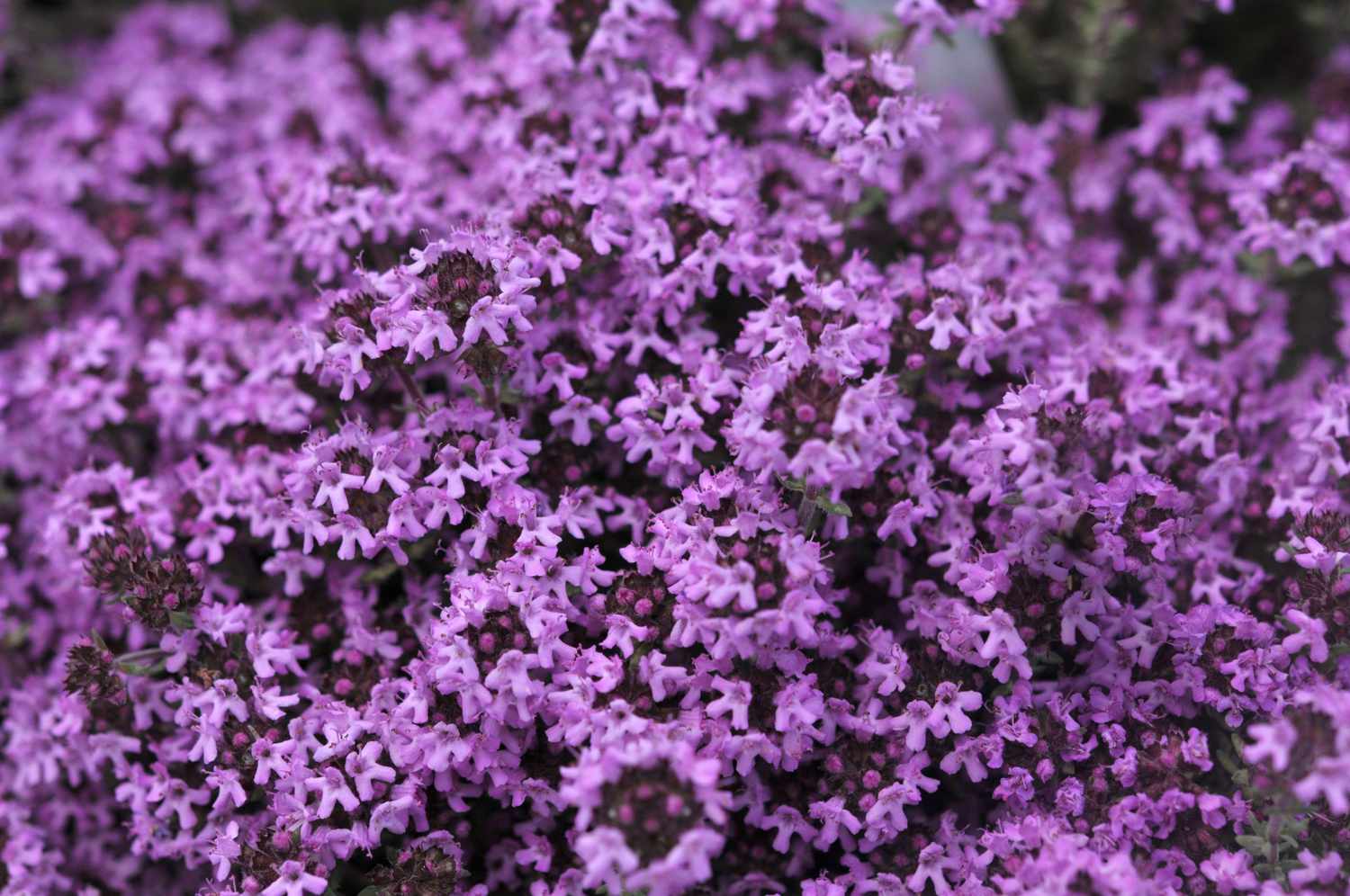 Planta de cobertura do solo de tomilho rasteiro com pequenas flores rosa agrupadas em close-up