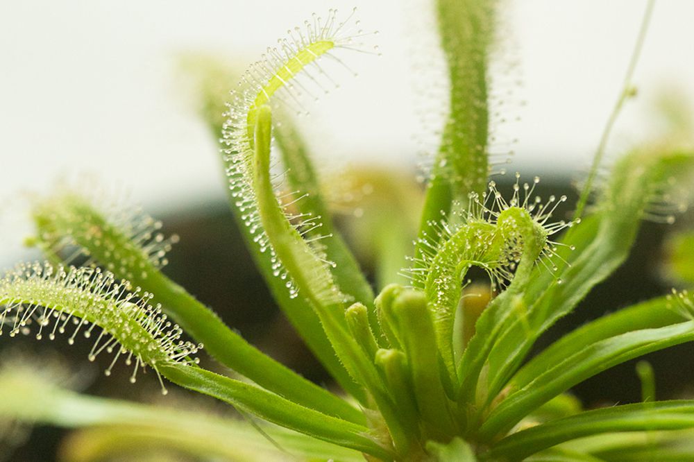 Sundew planta diminutos tallos de las hojas con filamentos pegajosos closeup