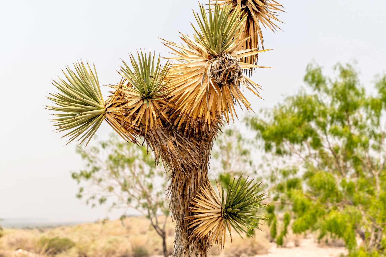 Arbre de Joshua avec panicules brunes et rosettes jaunes et vertes sur les branches