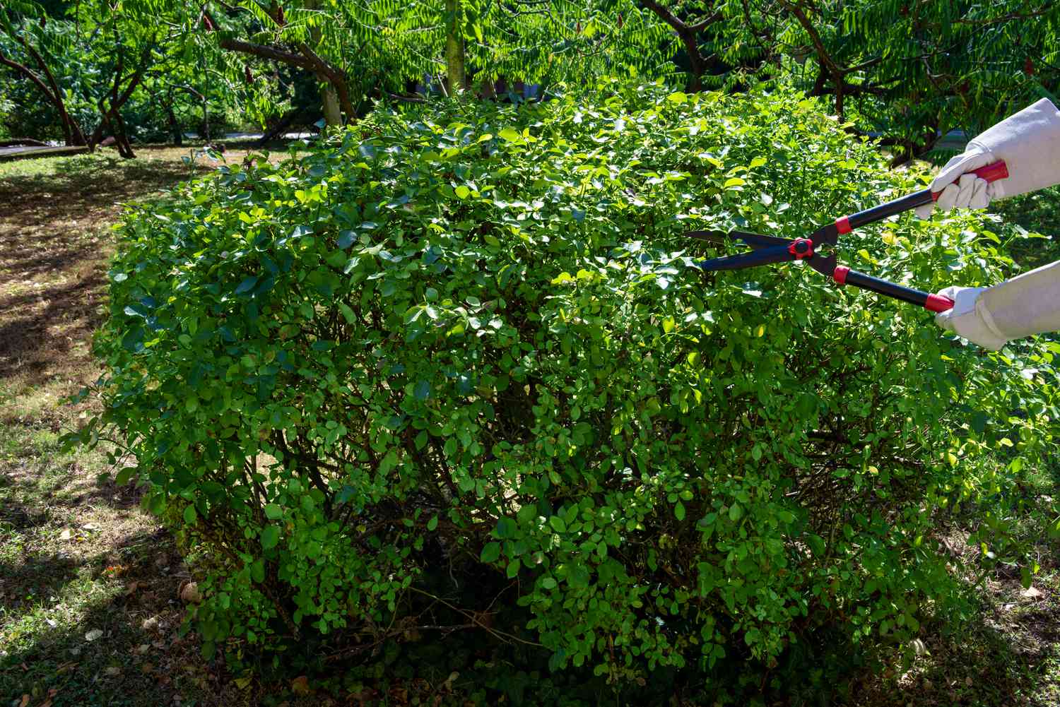 Floribunda-Rosenstrauch, weicher Wuchs, wird mit langen Scheren geschnitten 