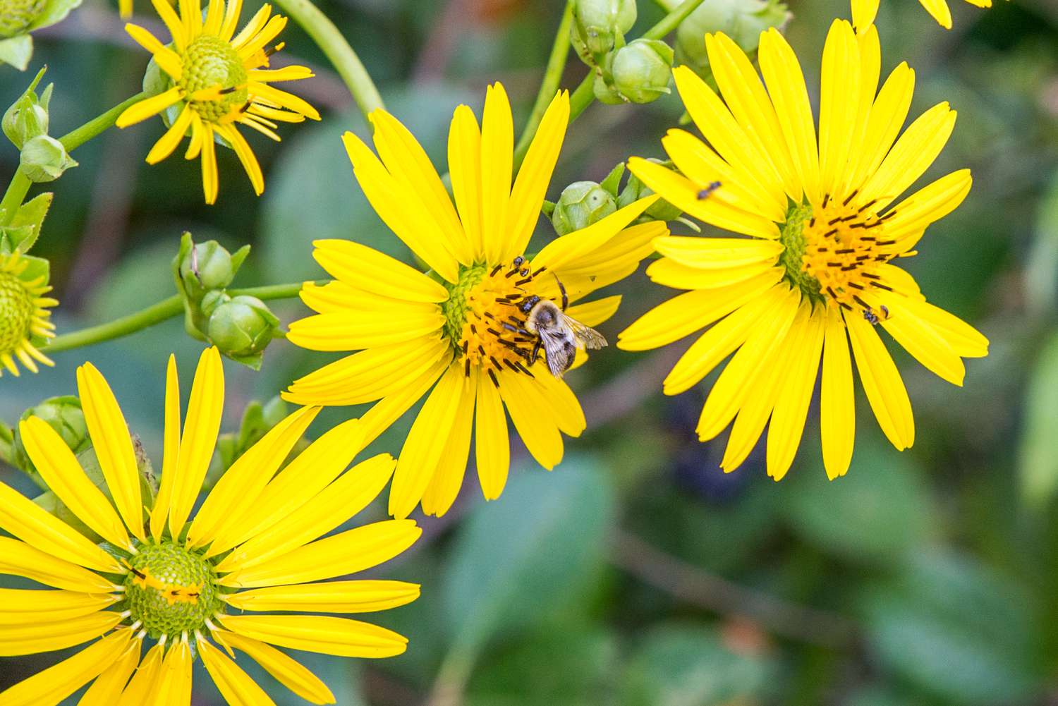 Comment cultiver et entretenir les plantes à cupules