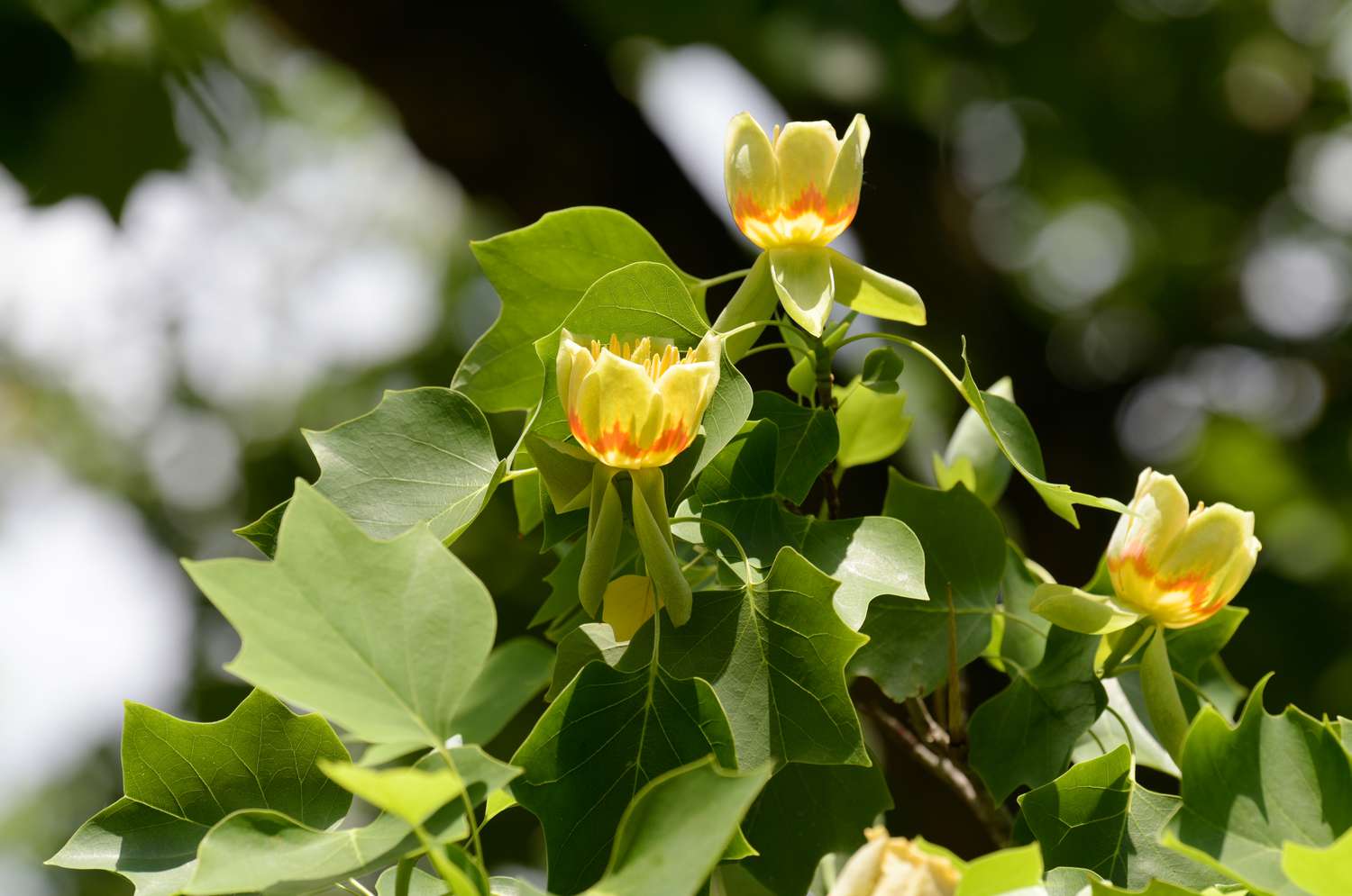 Tulpenbaumzweige mit kleinen gelben und orangen Blüten, umgeben von Blättern für Kolibris