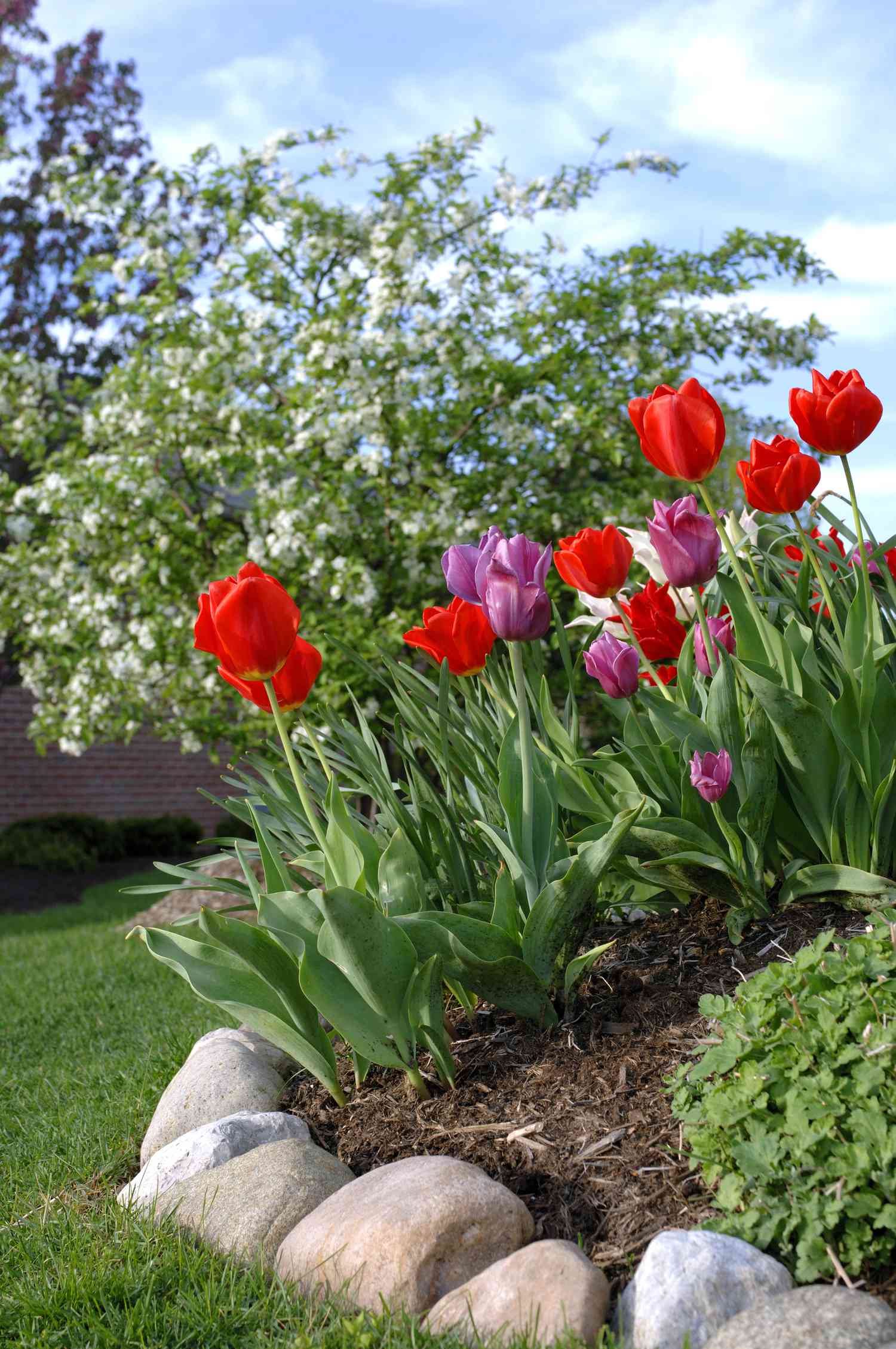 Tulipas de primavera em um canteiro de flores cercado por pedras