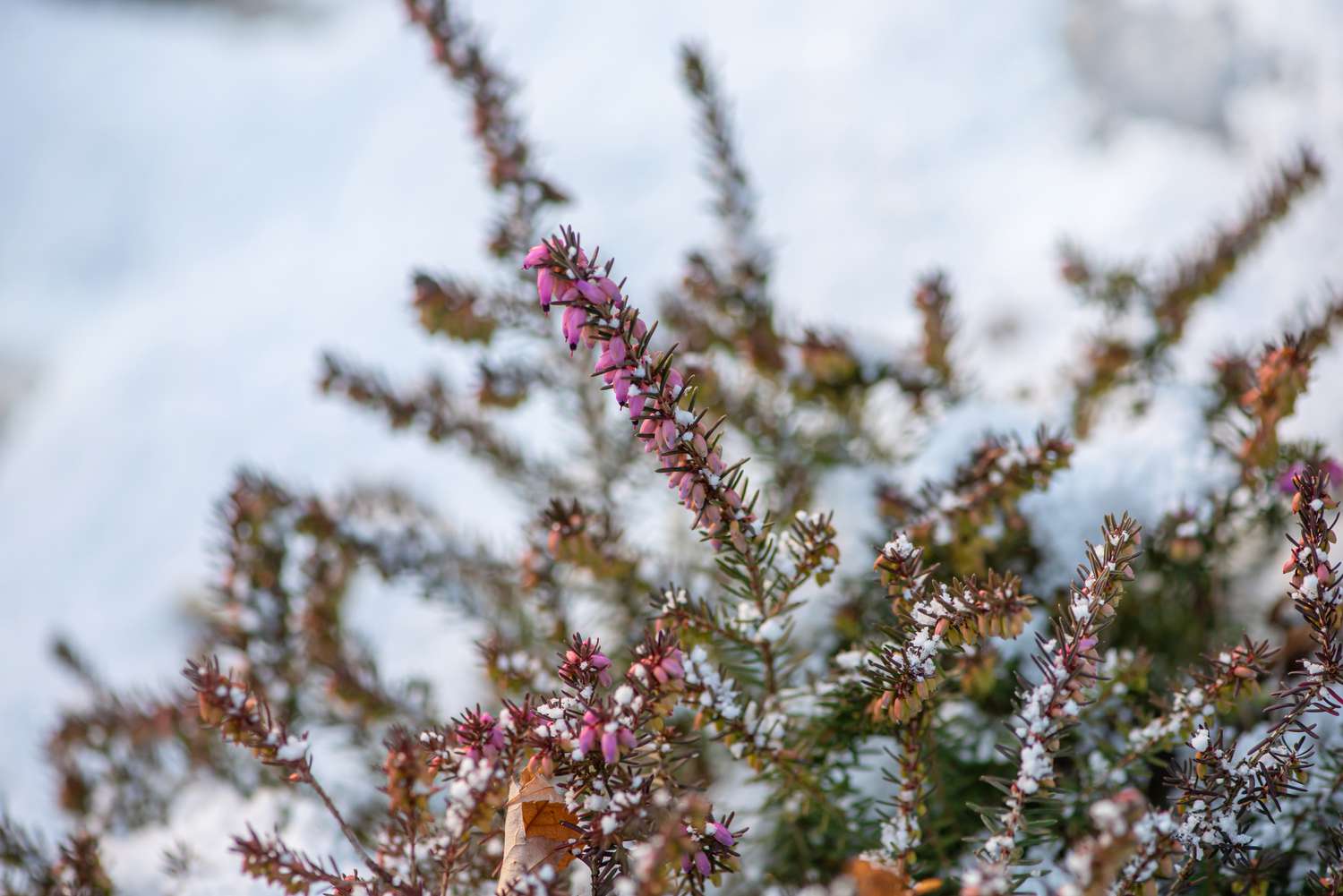 Winterheidepflanze mit rosafarbener, schneebedeckter Blütenähre