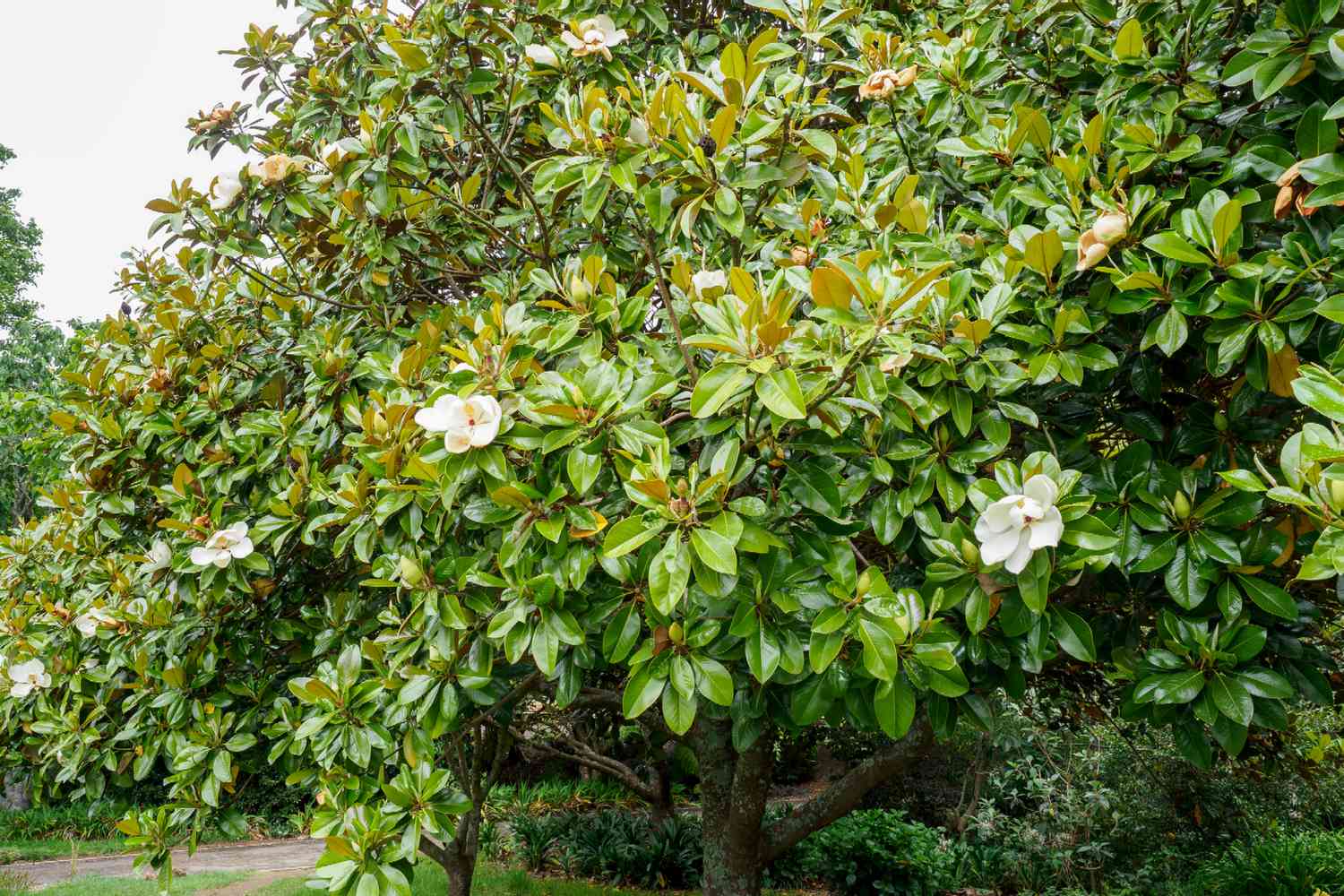 Southern Magnolia tree branches with large waxy leaves with white flowers