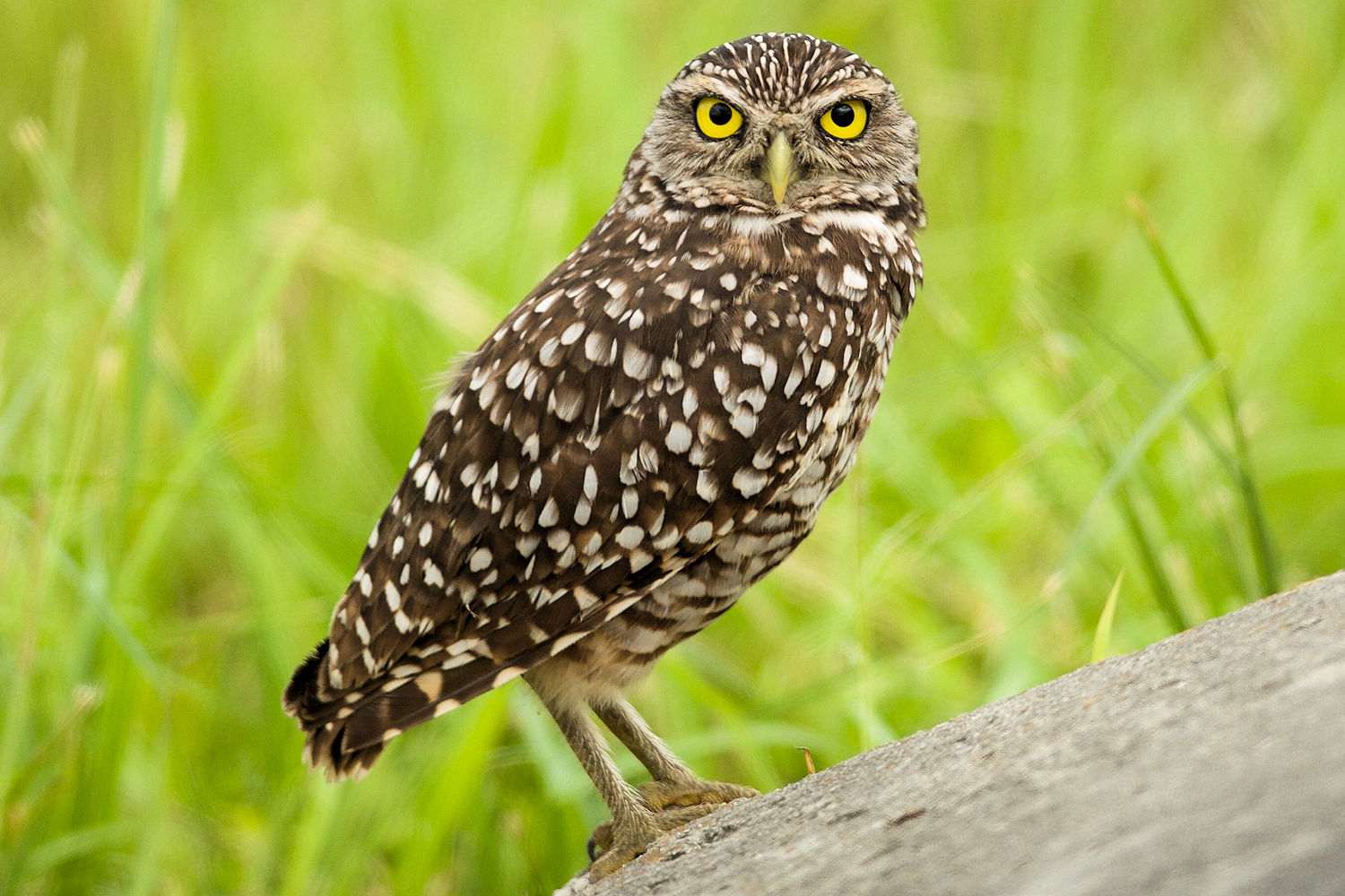 Burrowing Owl