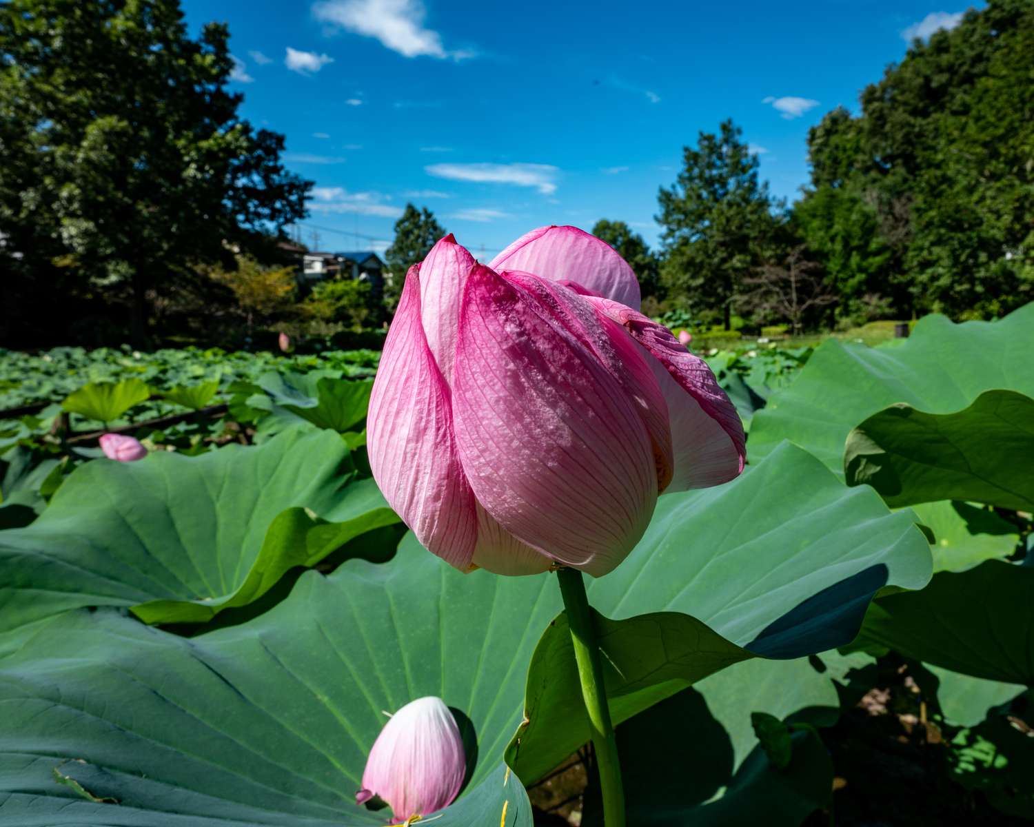 Lotus (Nelumbo nucifera) in Blüte