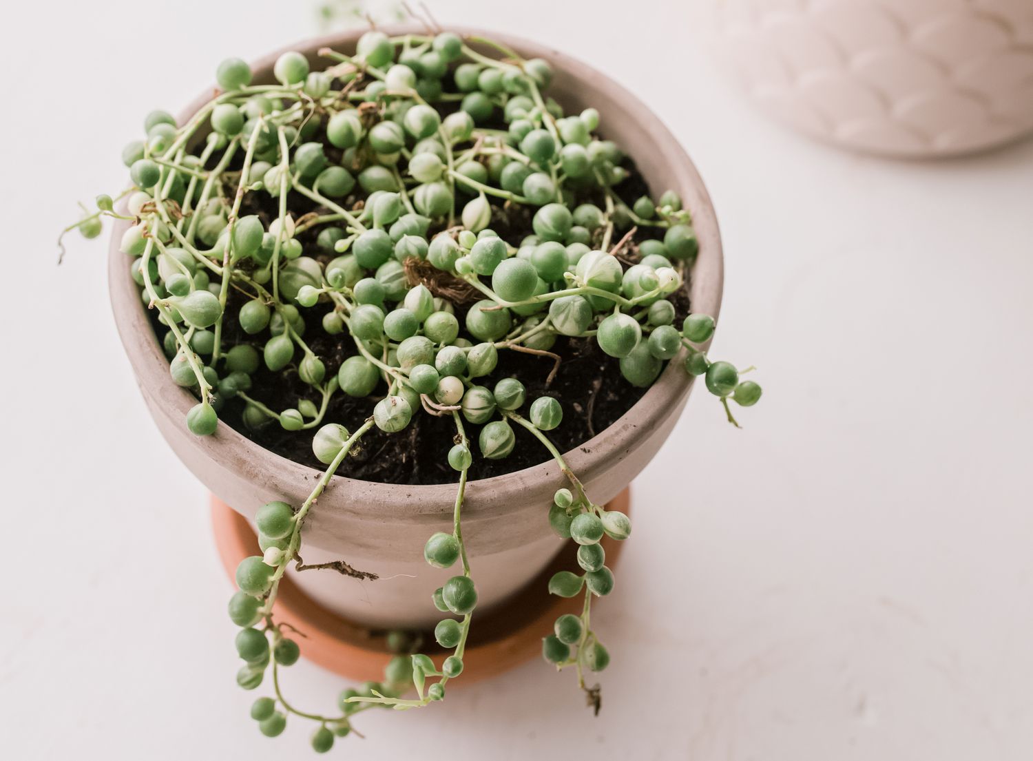 9 plantas diminutas para un bonito jardín de interior