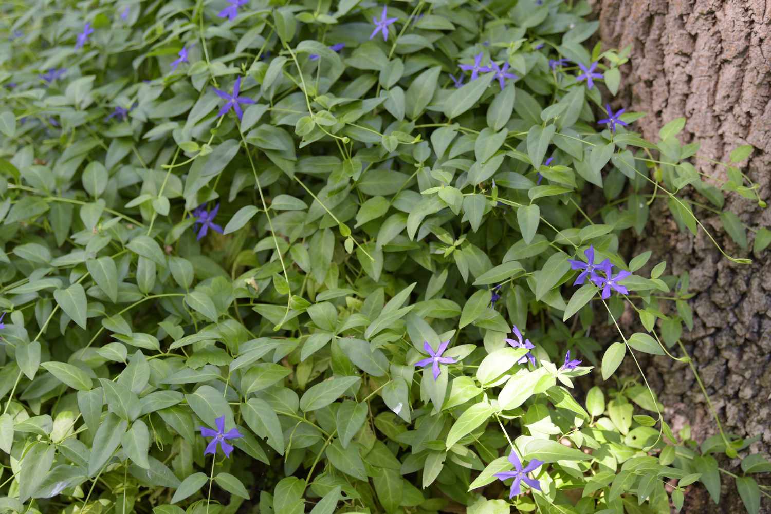 Vinca minor Bodendecker mit kleinen lila Blüten in der Nähe des Baumstamms