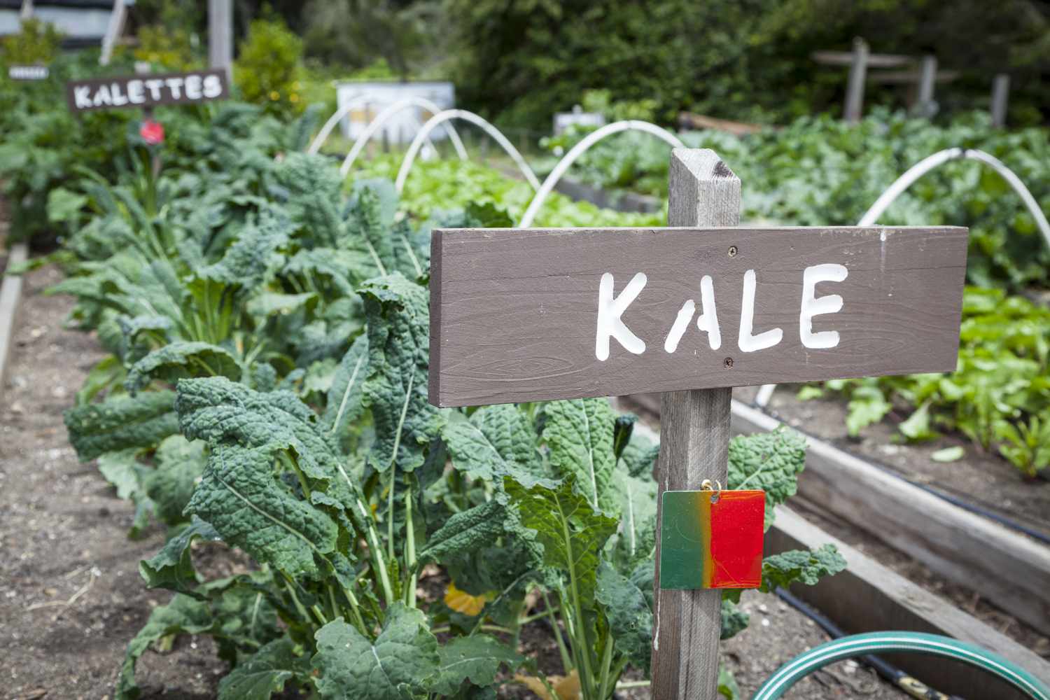 Kale - Growing Vegetables
