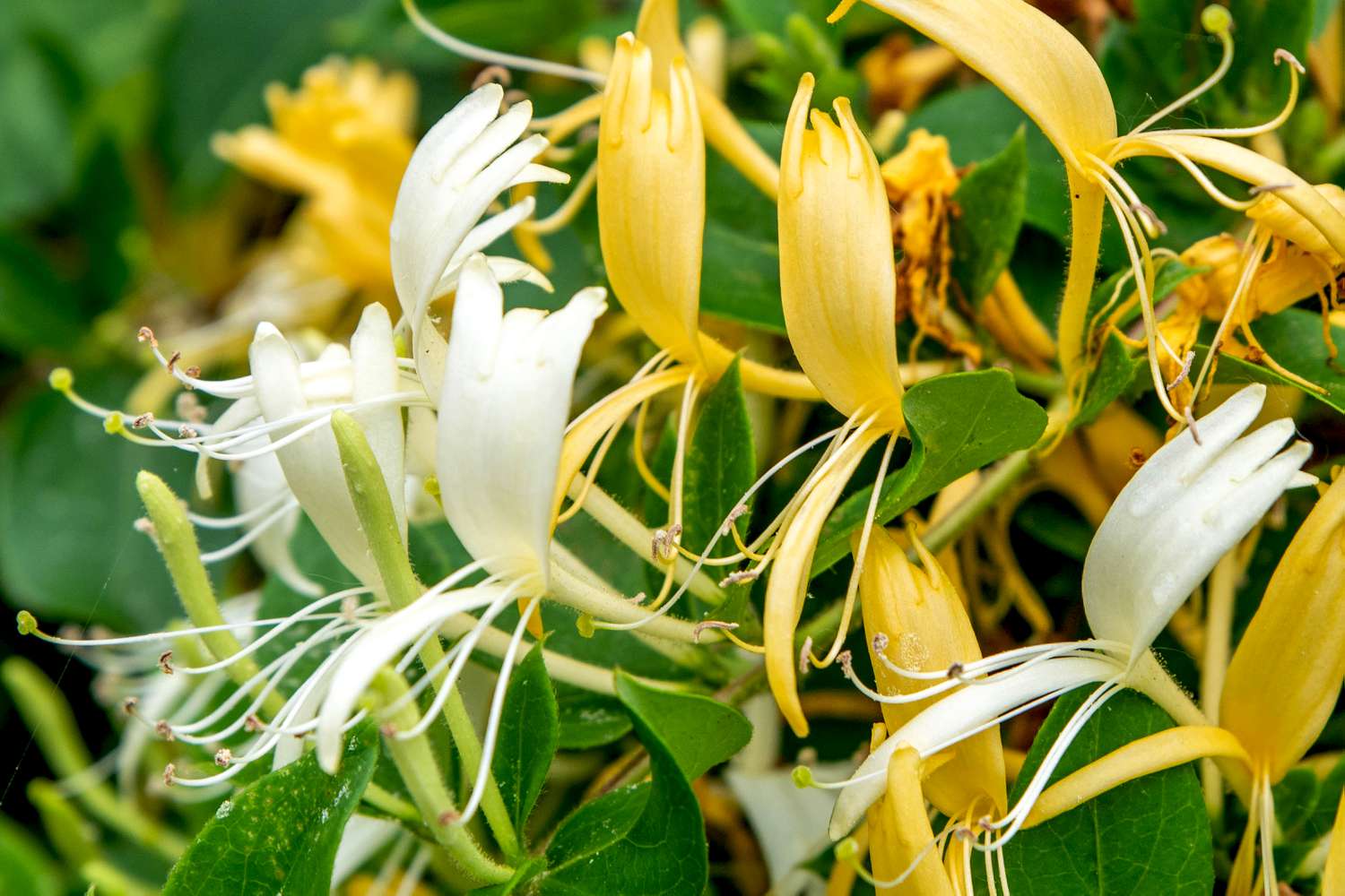 Japanisches Geißblatt mit weißen und gelben zweiblättrigen Blüten mit langen dünnen Staubbeuteln 