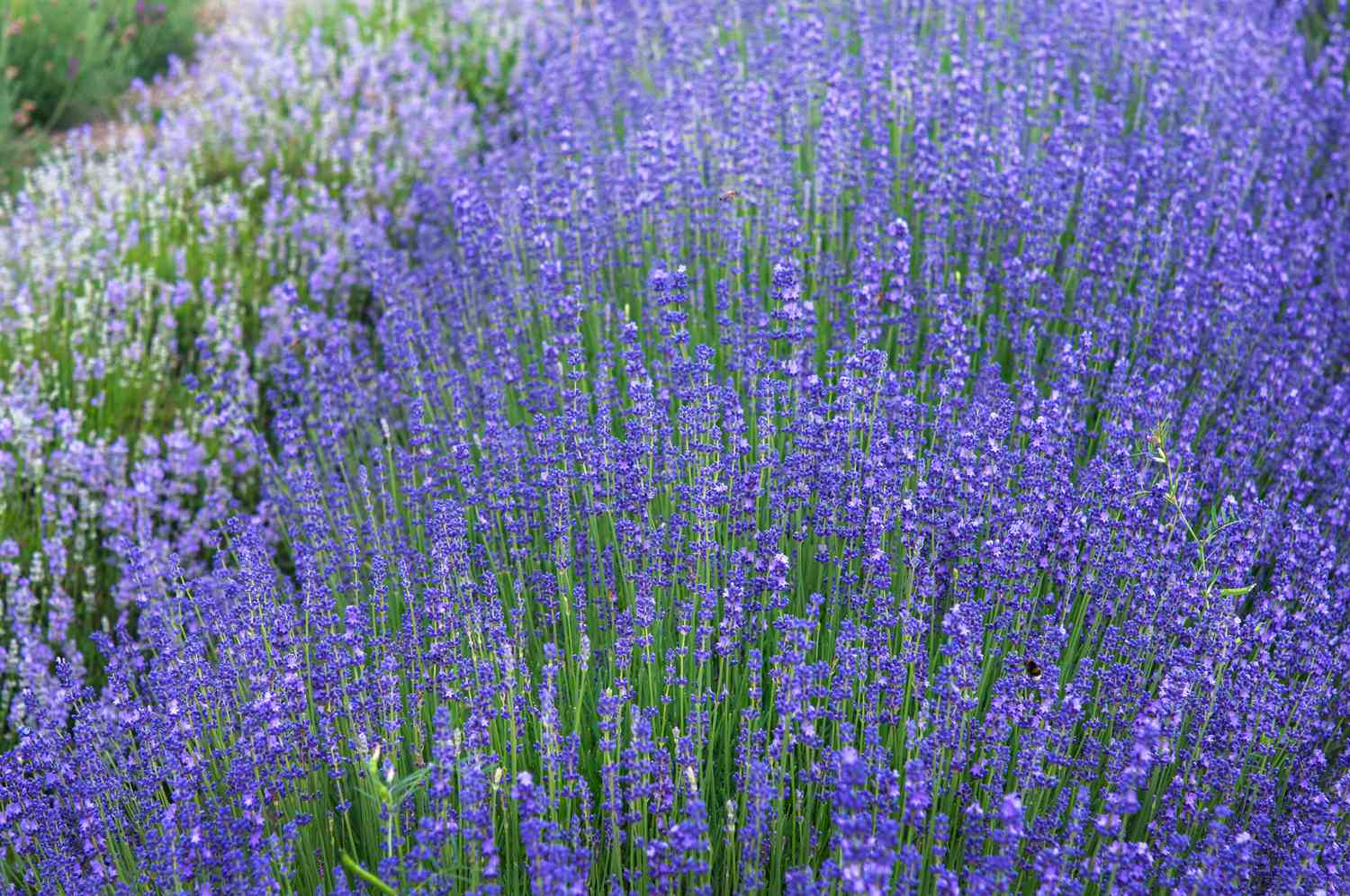 Fileira de lavanda com flores roxas em um jardim