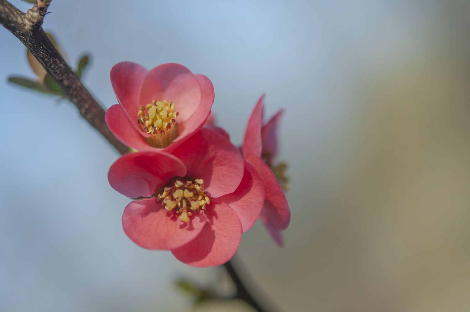closeup of flowering quince