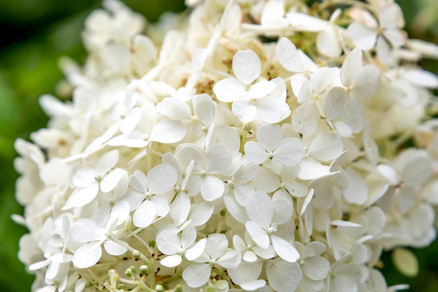 Arbusto de hortênsia Bobo com panículas de flores brancas em close-up
