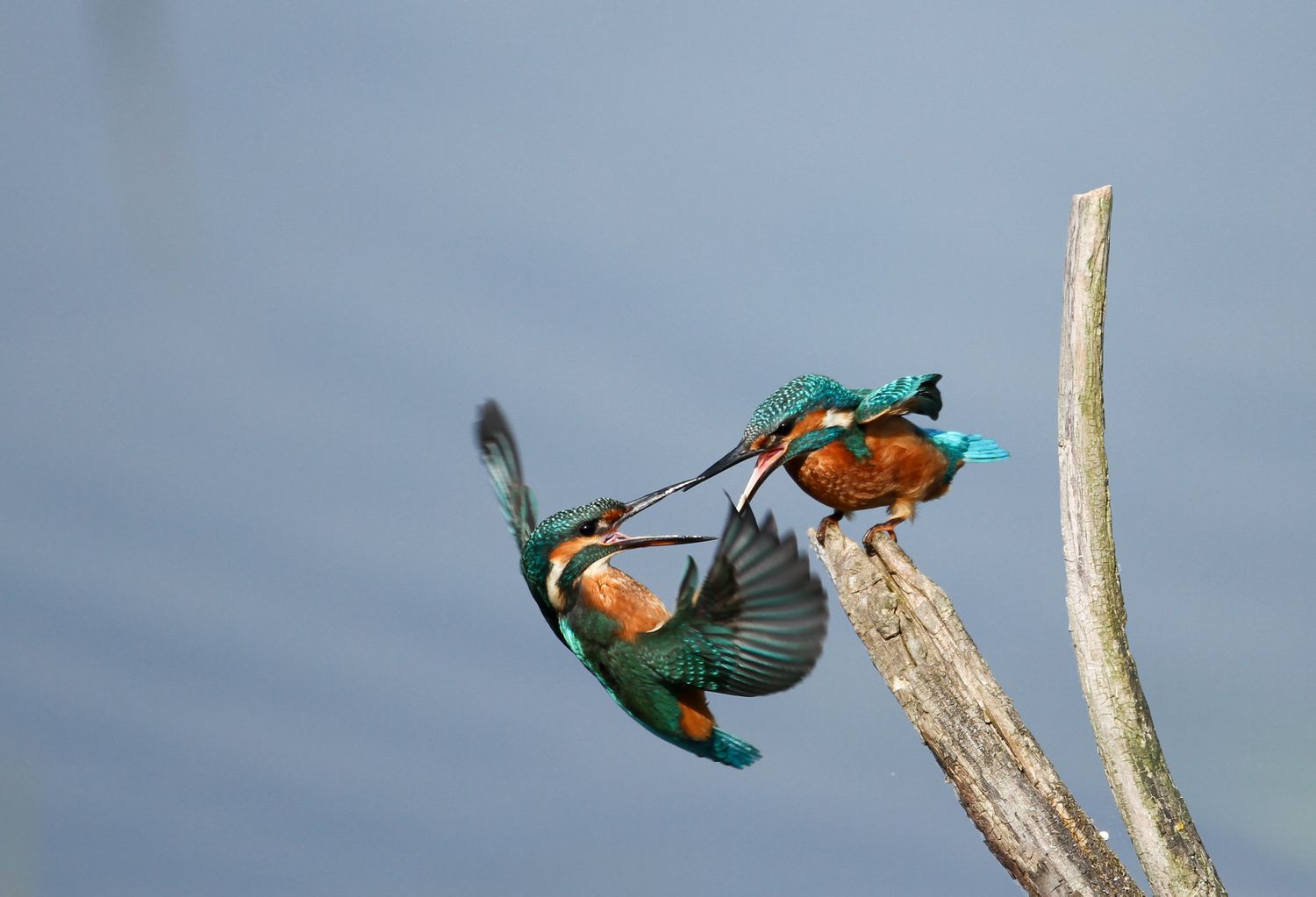 Ein kämpfendes Kolibri-Paar.