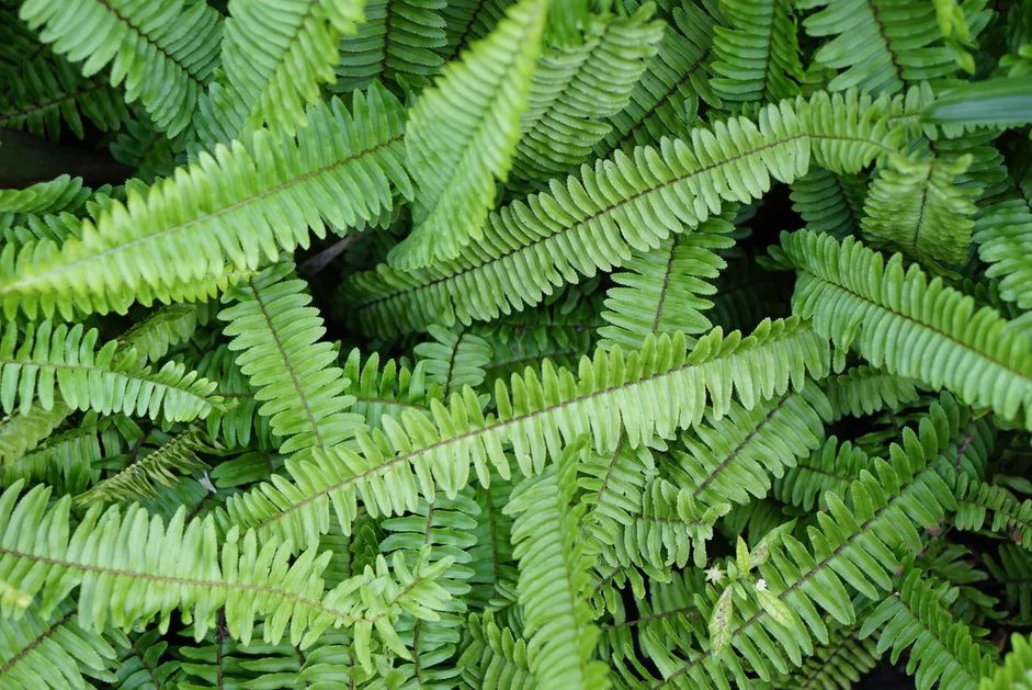 Close up of a Kimberley queen fern