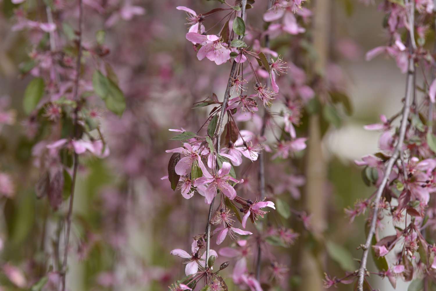 Traubenapfelbaumzweige mit kleinen rosa Blüten in Nahaufnahme