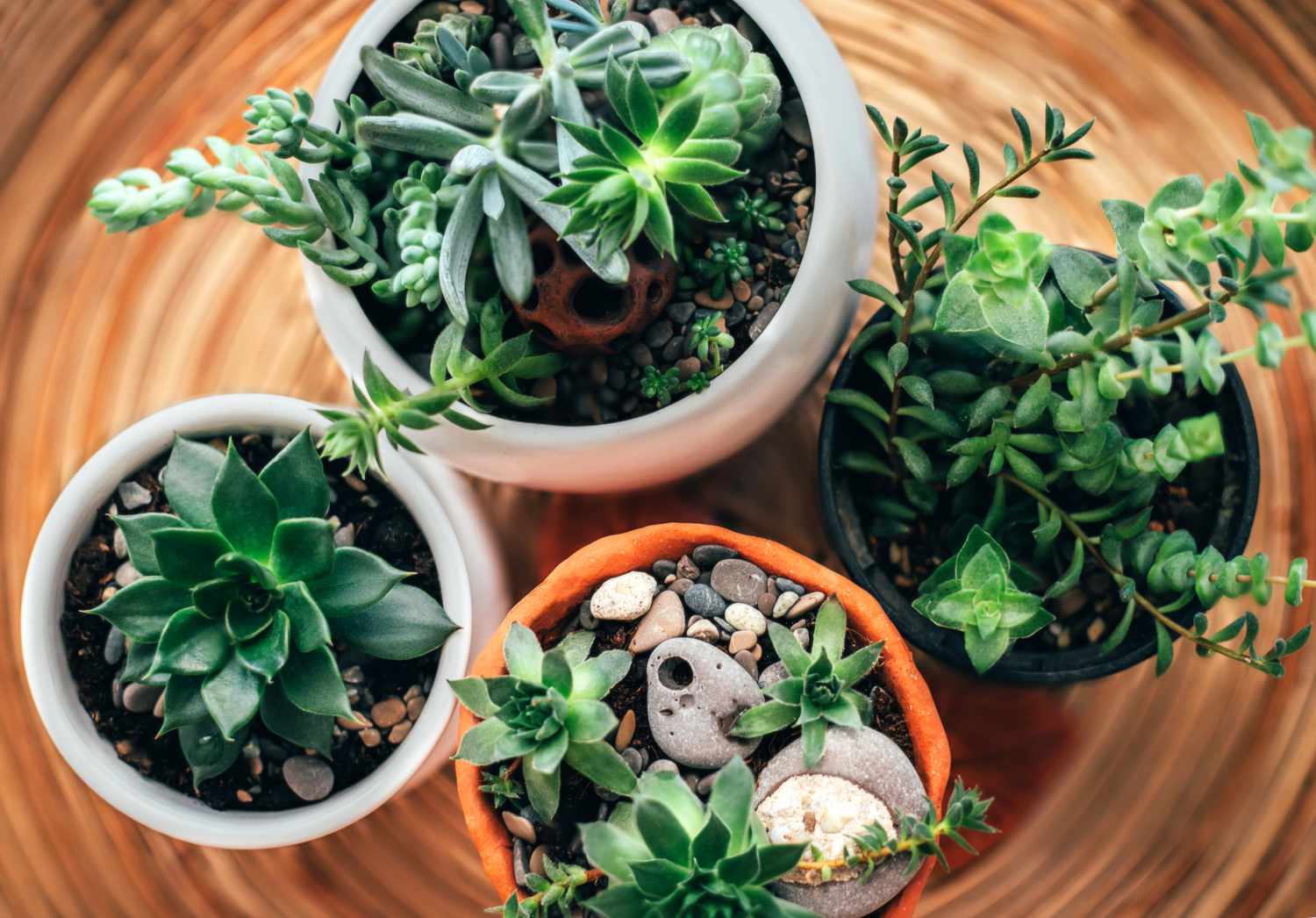 5 plantes d’intérieur minuscules qui sont tout simplement mignonnes