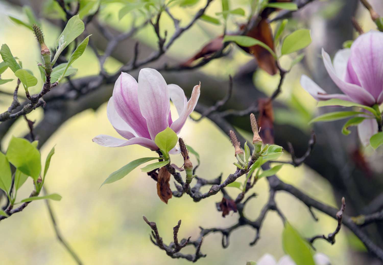 Galho de magnólia com grandes flores branco-rosadas e folhagens