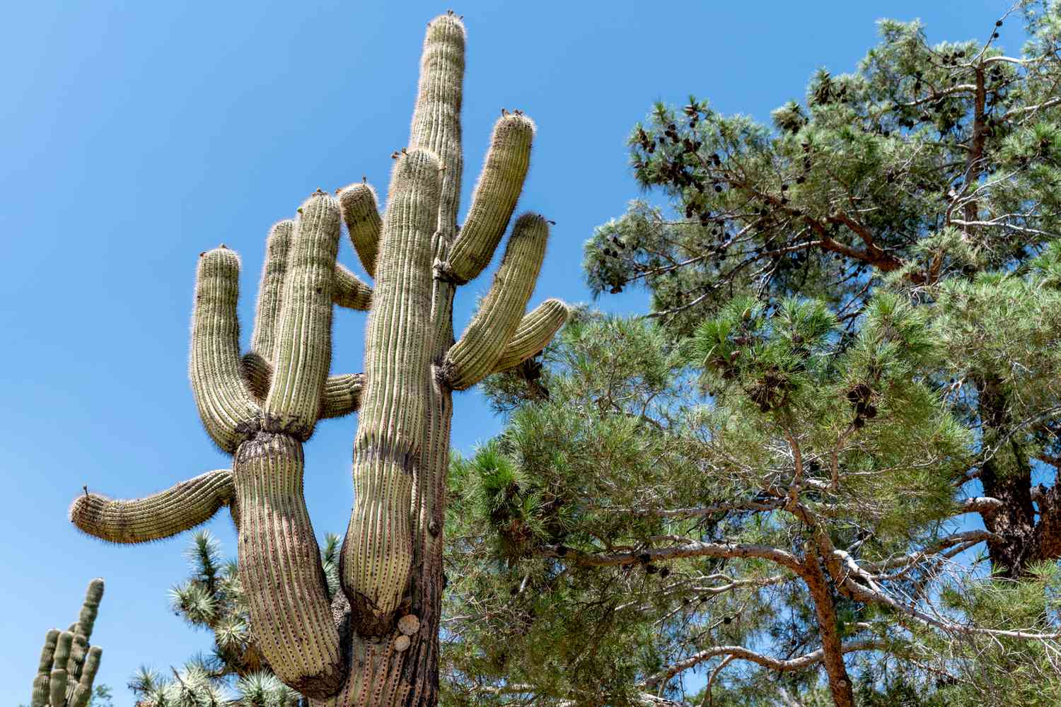 14 plantas cactus y suculentas para cultivar