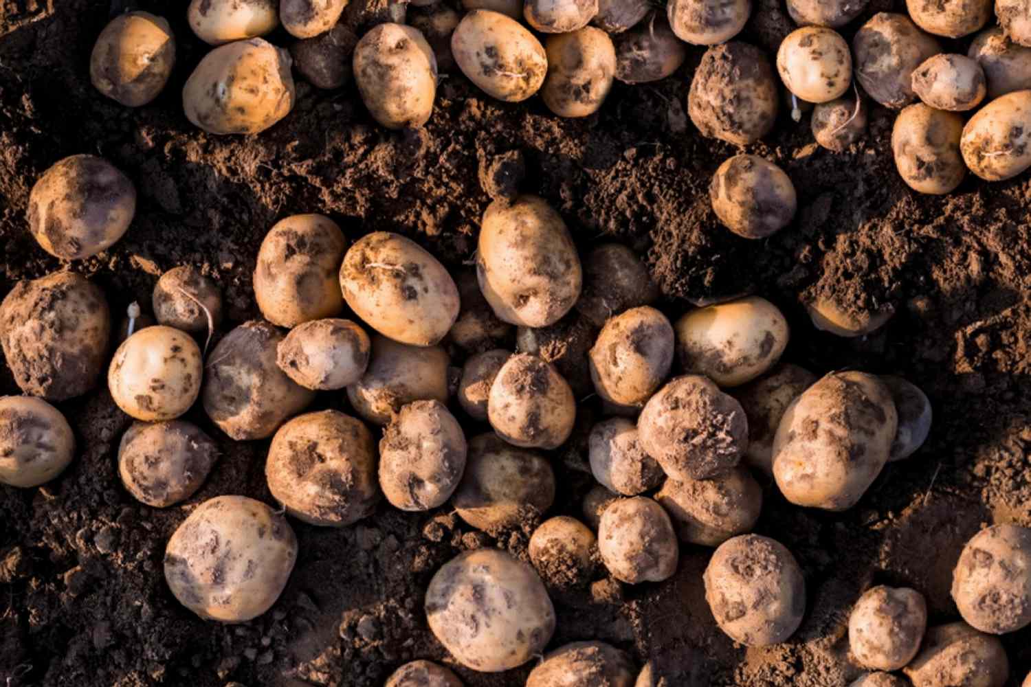 potatoes in the dirt